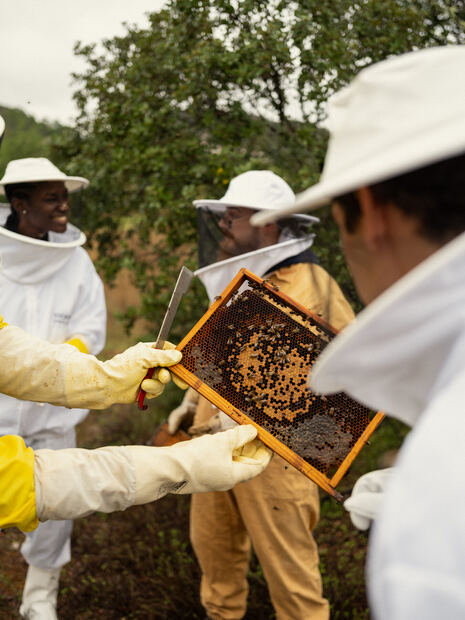 Honey Harvest Experience